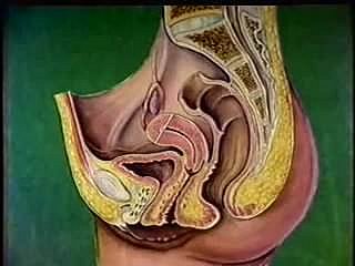 Anatomie de l'appareil reproducteur féminin